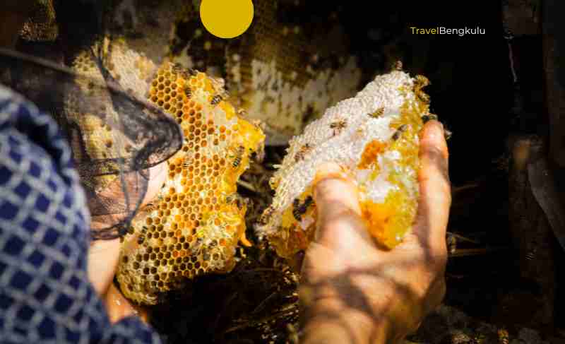 Madu Hutan Lebong asli dari lebah liar hutan Bengkulu